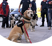 Brigada Nacional Canina K9