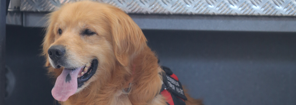 CUO activó Brigadas Caninas para un operativo de búsqueda en Salta CUO activó Brigadas Caninas para un operativo de búsqueda en Salta