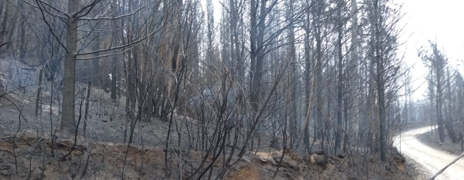Incendios Forestales en Chubut