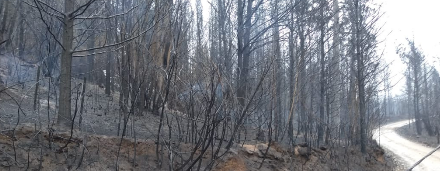 Incendios Forestales en Chubut Incendios Forestales en Chubut