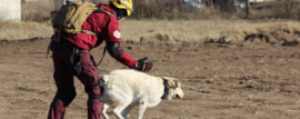 CUO: Certificación de Brigadas Caninas en la Pampa